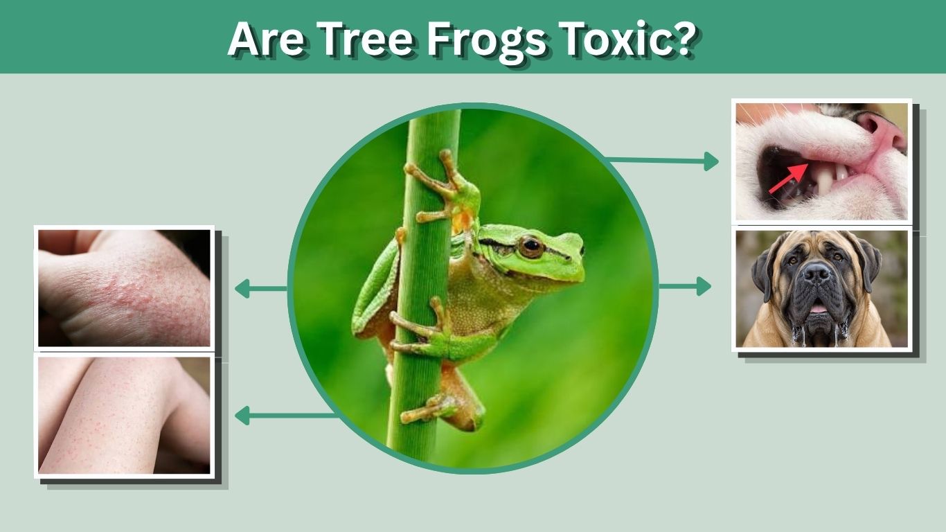 Are Tree Frogs Toxic? Risks to Humans, Dogs, and Cats