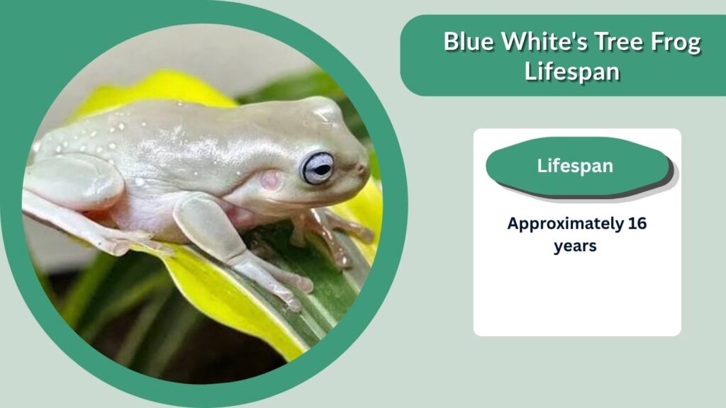 Blue White's Tree Frog Lifespan