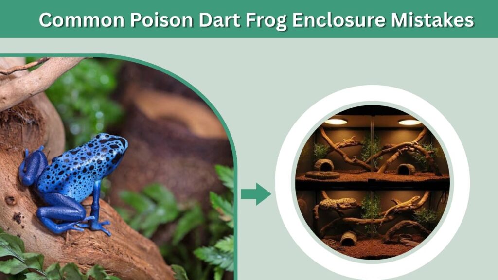 Common Poison Dart Frog Enclosure Mistakes