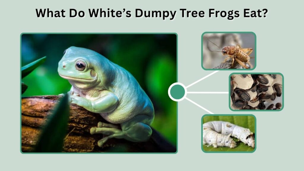 What Do White’s Dumpy Tree Frogs Eat?