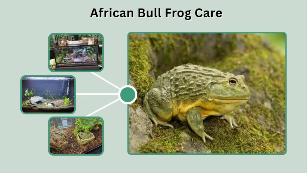 African Bull Frog Care