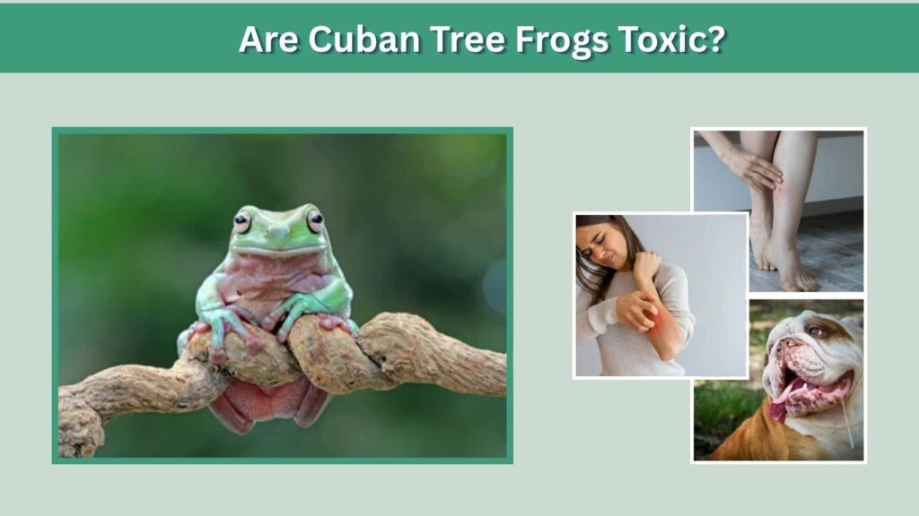 Are Cuban Tree Frogs Toxic?