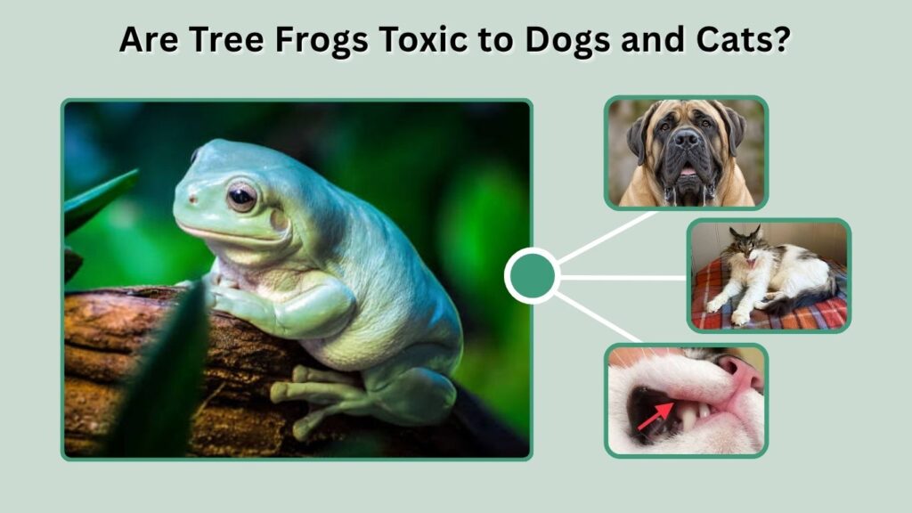 Are Tree Frogs Toxic to Dogs and Cats?