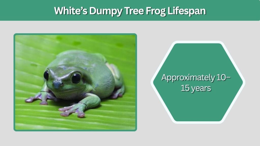 White’s Dumpy Tree Frog Lifespan