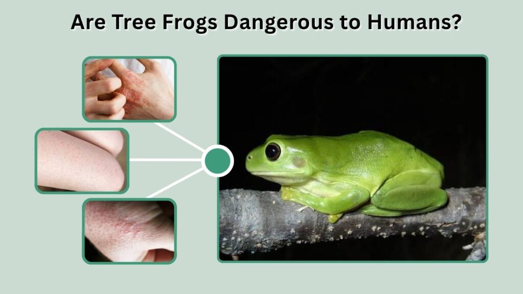 Are Tree Frogs Dangerous to Humans?