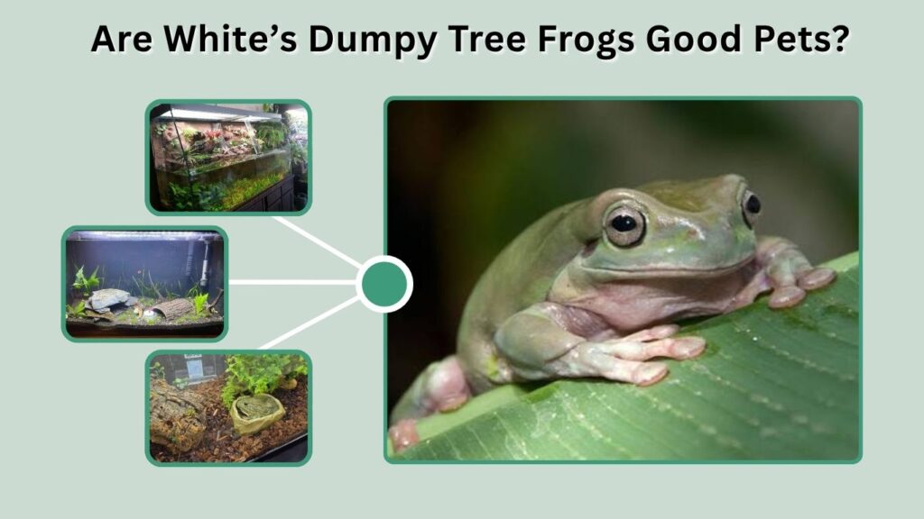 Are White’s Dumpy Tree Frogs Good Pets?
