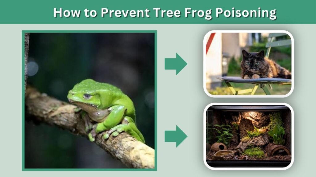 How to Prevent Tree Frog Poisoning