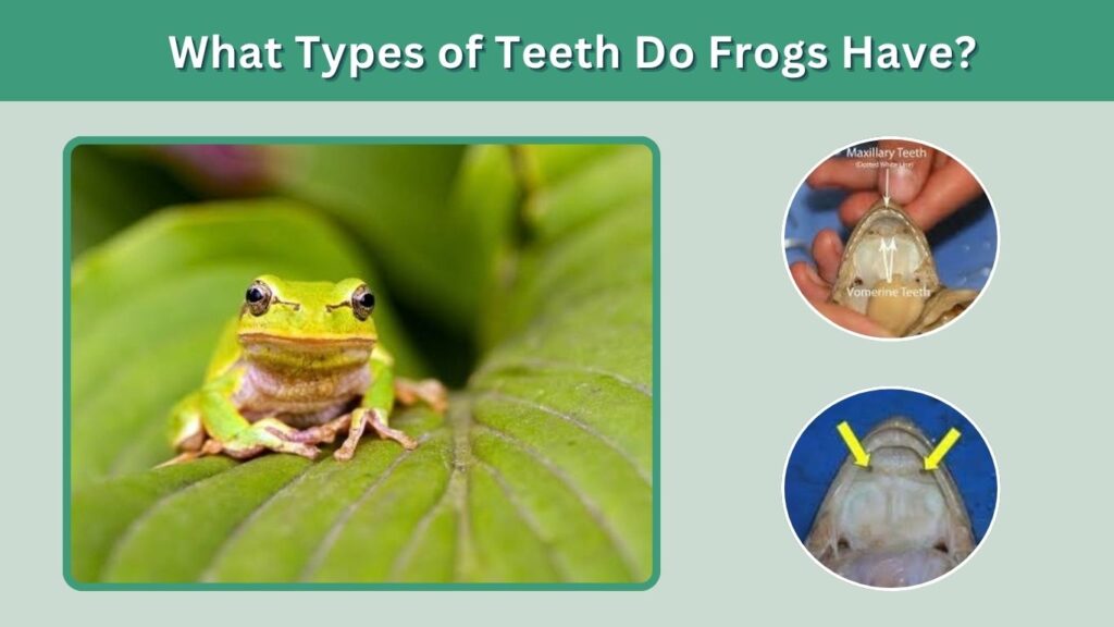 What Types of Teeth Do Frogs Have?