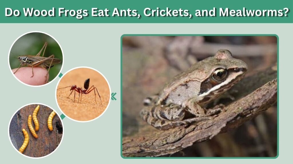 Do Wood Frogs Eat Ants, Crickets, and Mealworms?