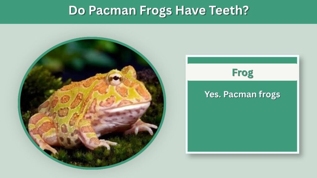 Do Pacman Frogs Have Teeth?