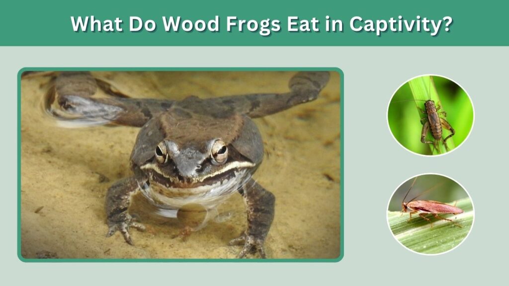 What Do Wood Frogs Eat in Captivity?