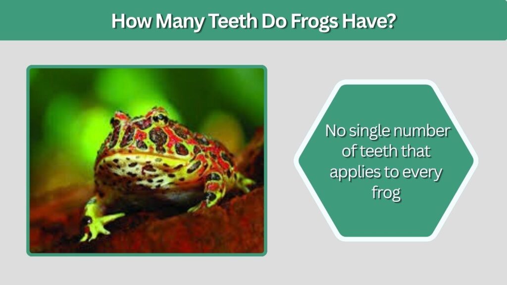How Many Teeth Do Frogs Have?