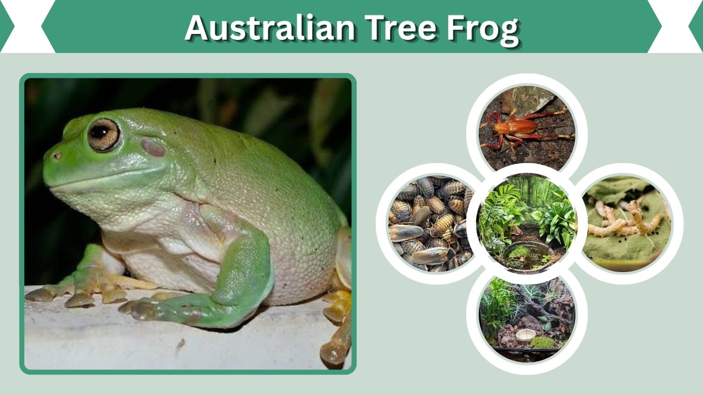 Australian Tree Frog: Care, Size, Habitat, and Lifespan