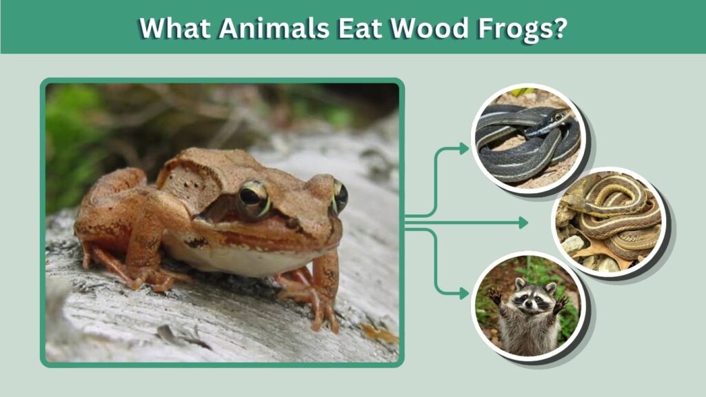 What Animals Eat Wood Frogs?