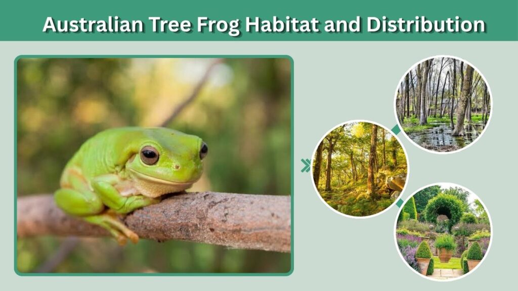 Australian Tree Frog Habitat and Distribution