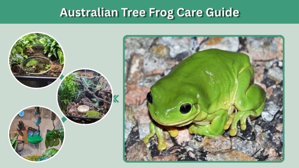 Australian Tree Frog Care Guide
