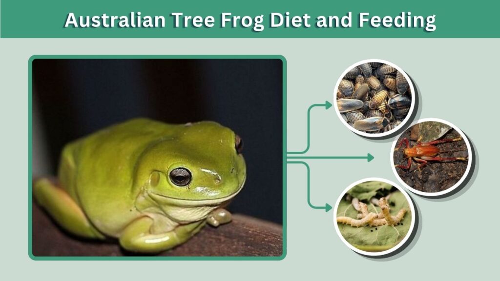 Australian Tree Frog Diet and Feeding