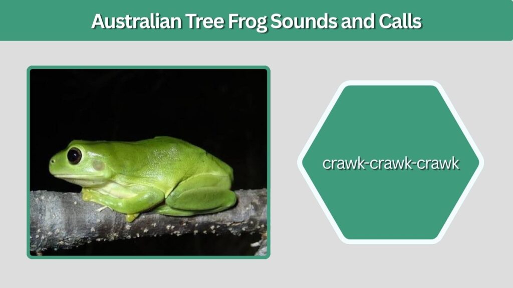 Australian Tree Frog Sounds and Calls