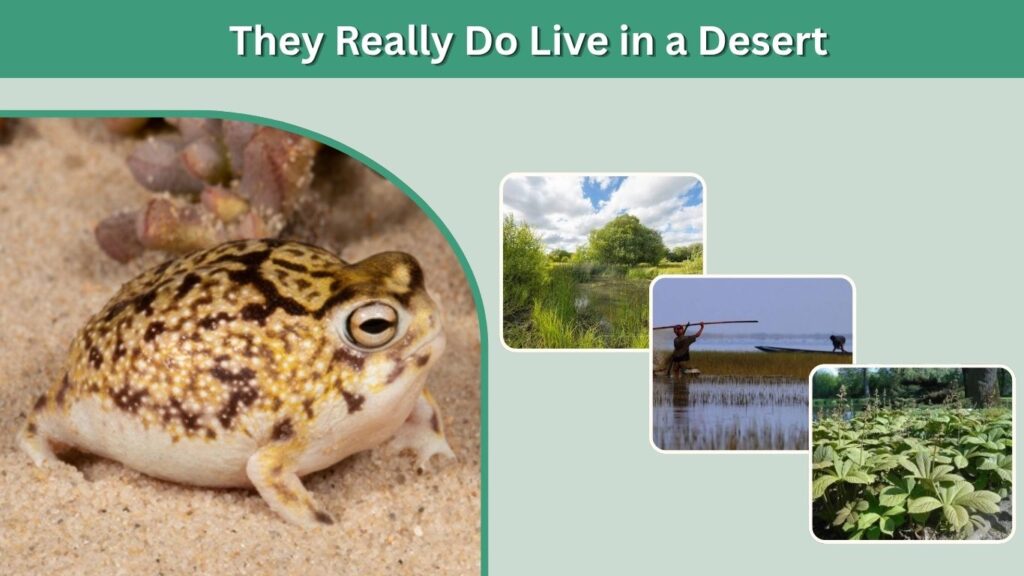 They Really Do Live in a Desert