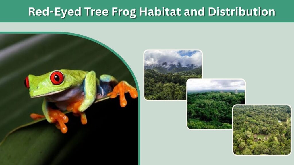 Red-Eyed Tree Frog Habitat and Distribution
