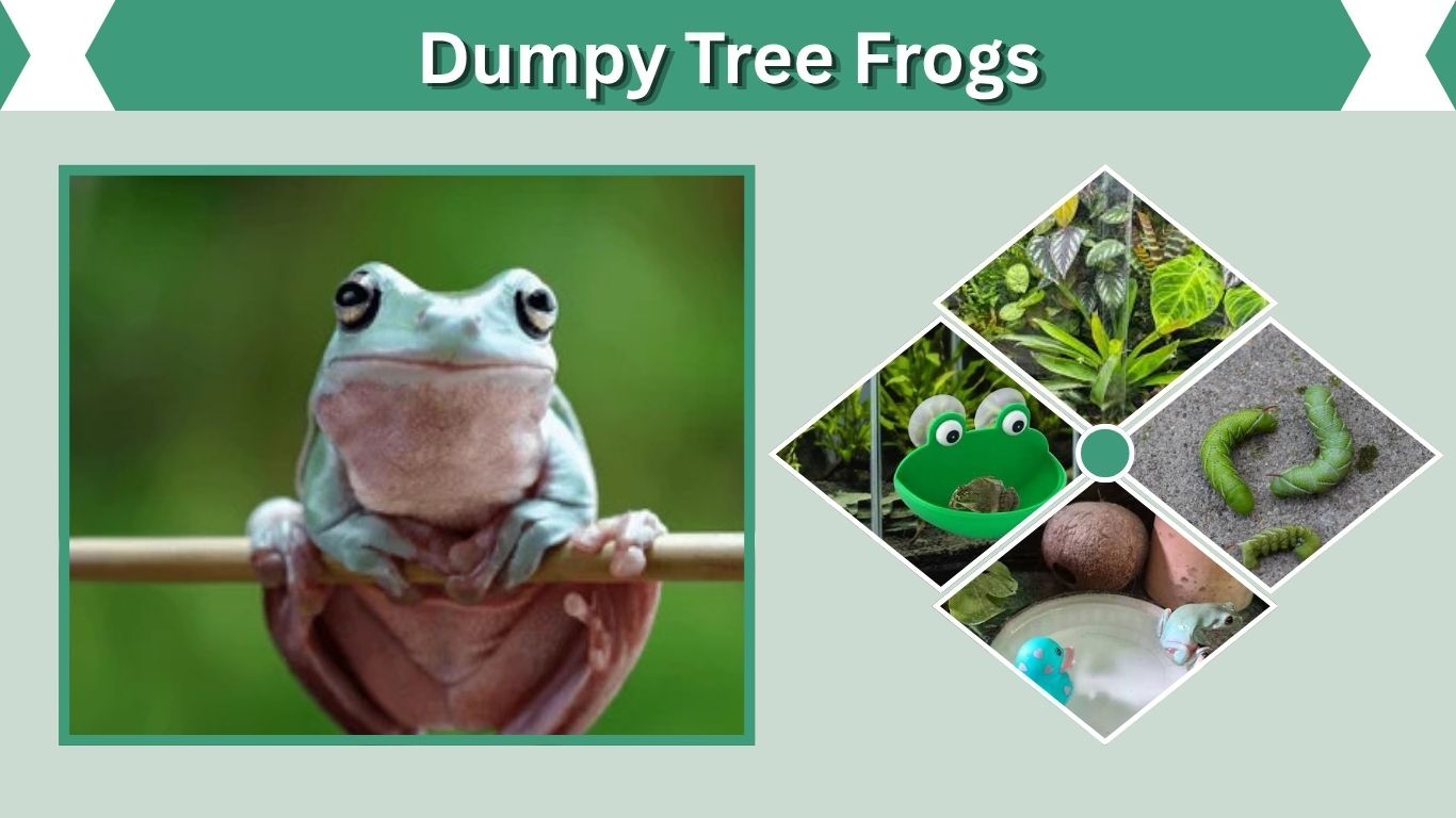 Dumpy Tree Frogs: Complete Care, Diet, Size & Lifespan