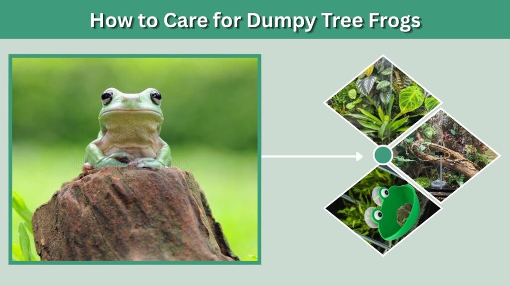 How to Care for Dumpy Tree Frogs