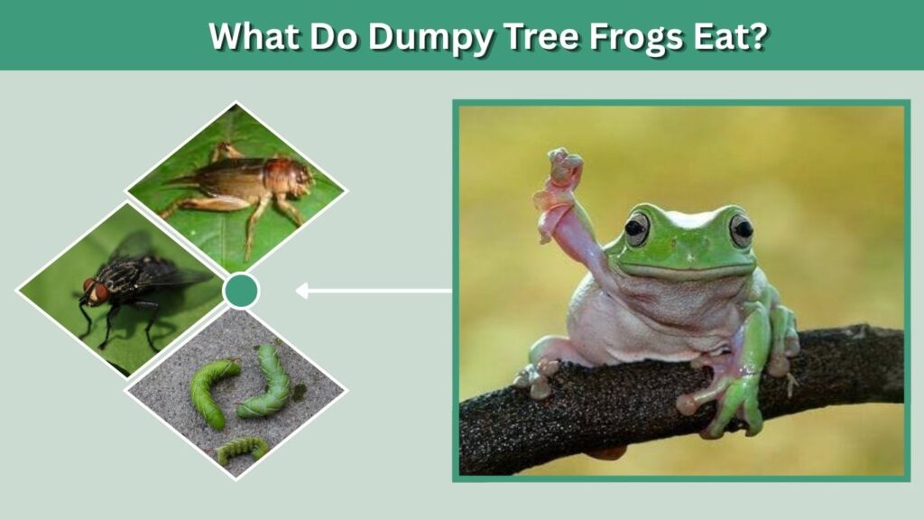 What Do Dumpy Tree Frogs Eat?
