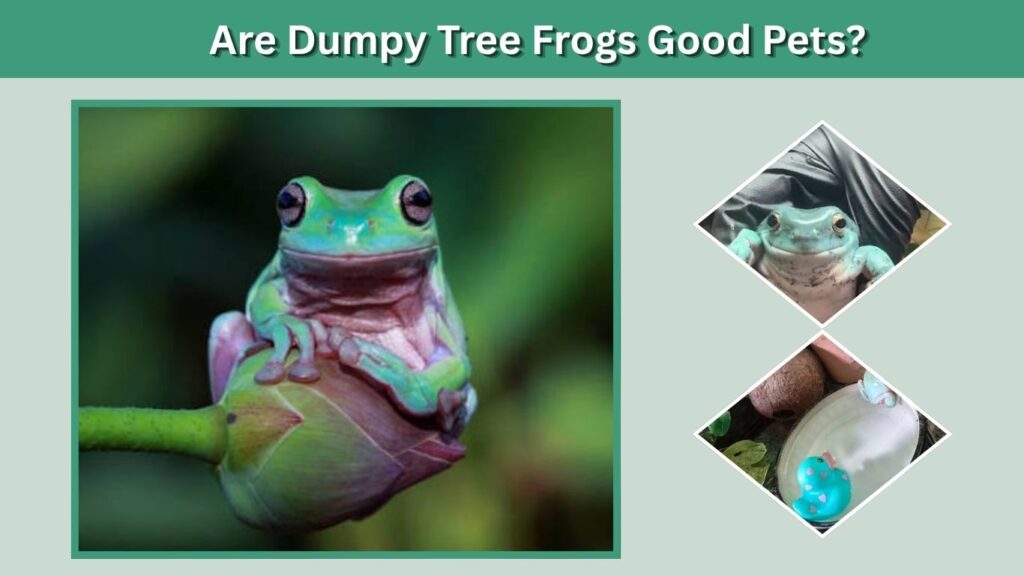 Are Dumpy Tree Frogs Good Pets?