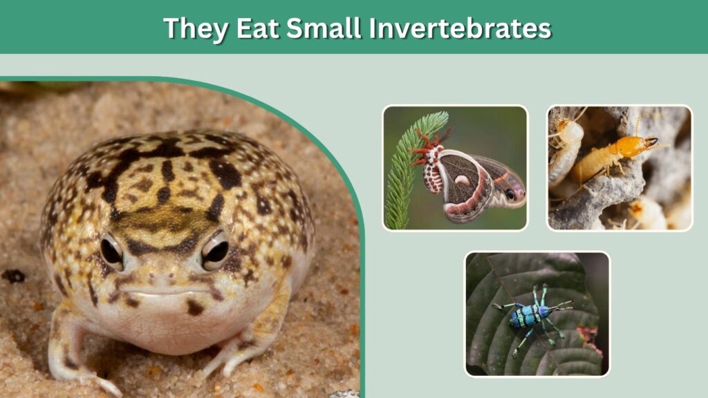 They Eat Small Invertebrates