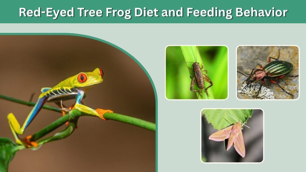 Red-Eyed Tree Frog Diet and Feeding Behavior