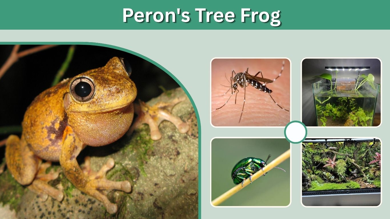 Peron's Tree Frog: Facts, Habitat, Call, Diet & Care