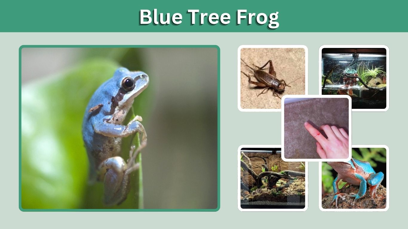 Blue Tree Frog: Types, Colors, Facts, and Care