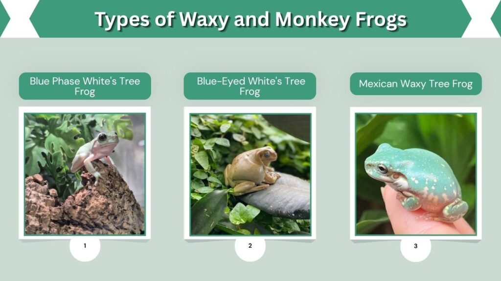 Popular Blue White's Tree Frog Varieties