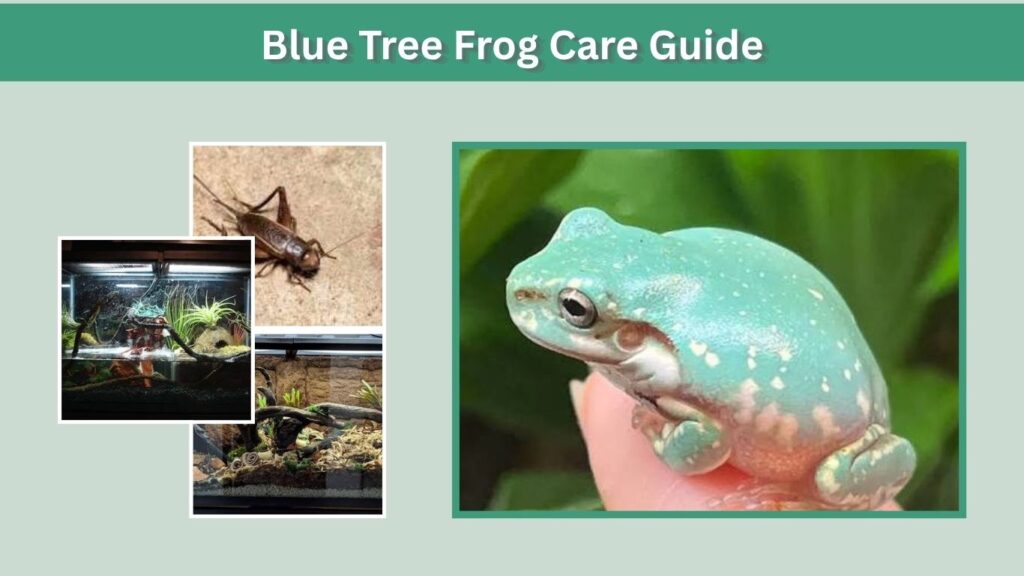 Blue Tree Frog Care Guide
