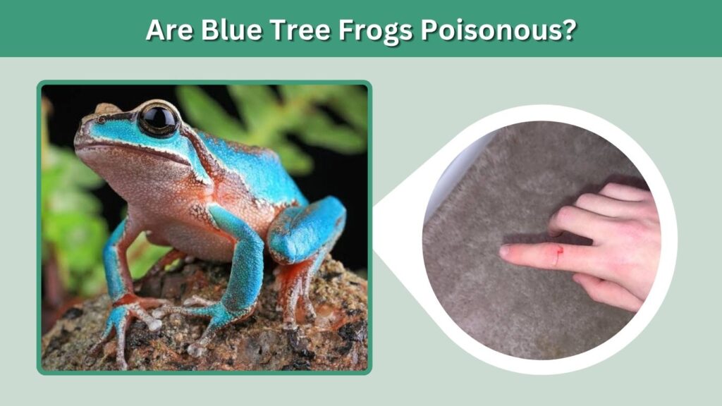 Are Blue Tree Frogs Poisonous?