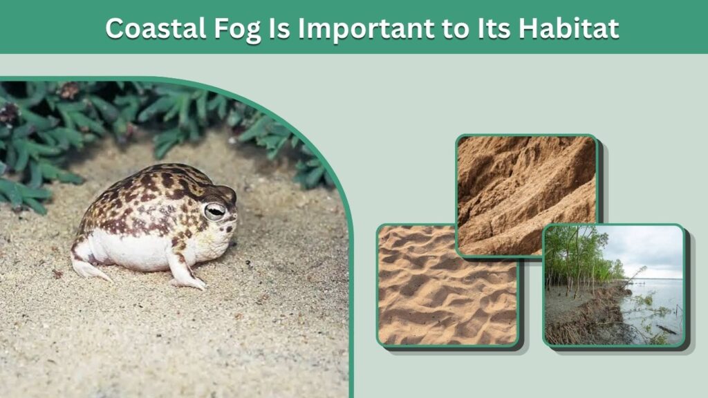 Coastal Fog Is Important to Its Habitat