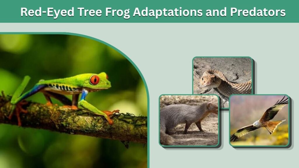 Red-Eyed Tree Frog Adaptations and Predators