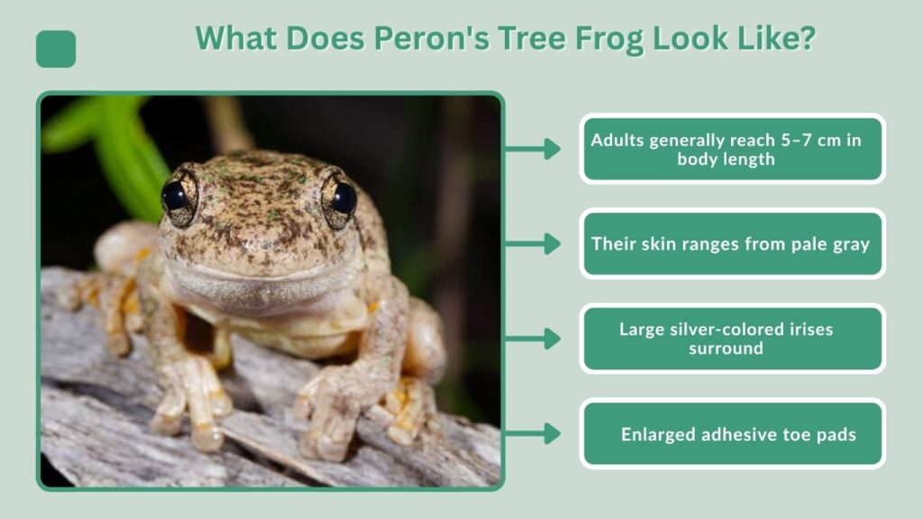 What Does Peron's Tree Frog Look Like?