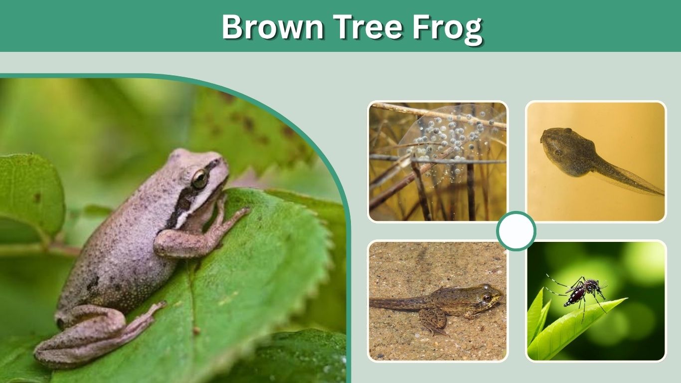 Brown Tree Frog: Identification, Habitat, Diet, and Facts