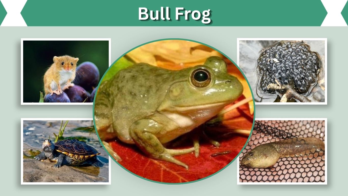 Bull Frog: Facts, Size, Sound, Habitat, Diet & Life Cycle