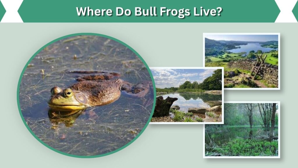 Where Do Bull Frogs Live?