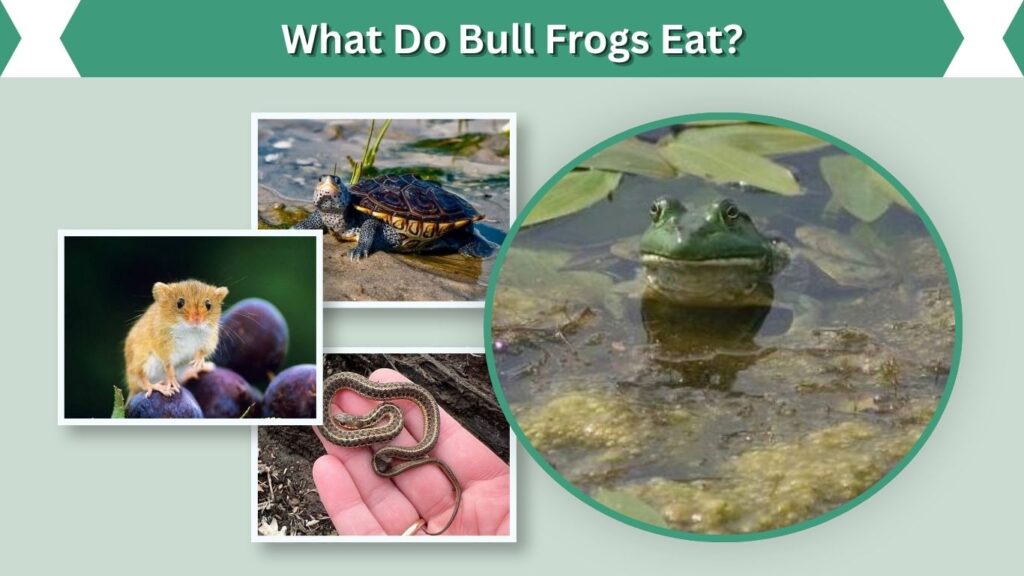 What Do Bull Frogs Eat?