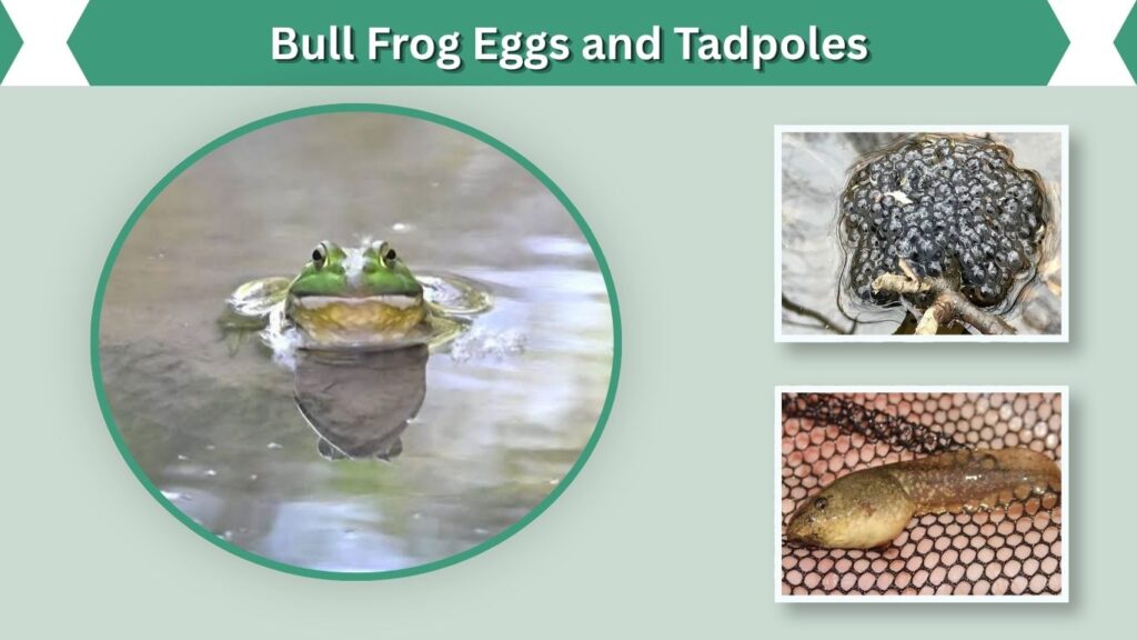 Bull Frog Eggs and Tadpoles