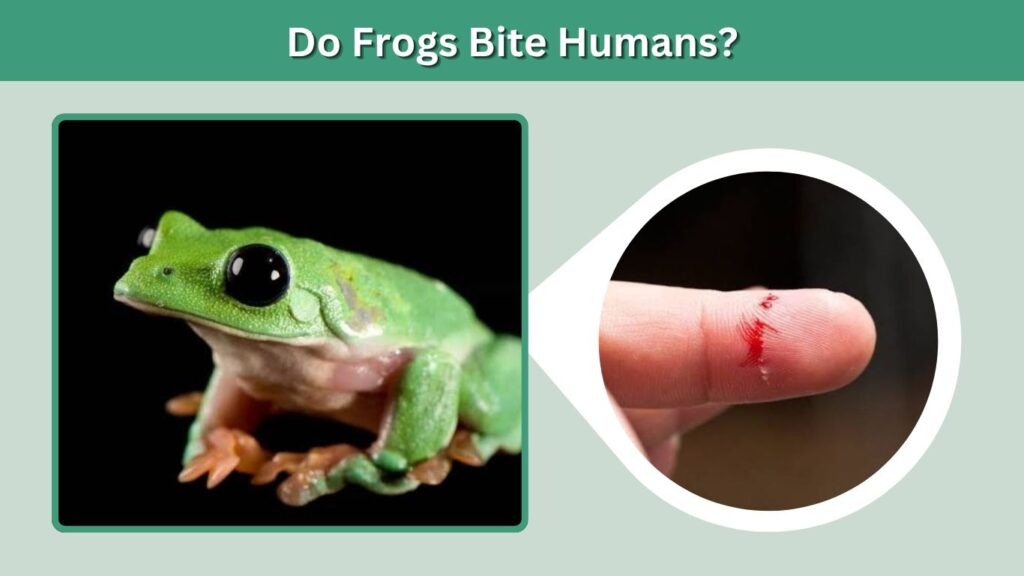 Do Frogs Bite Humans?