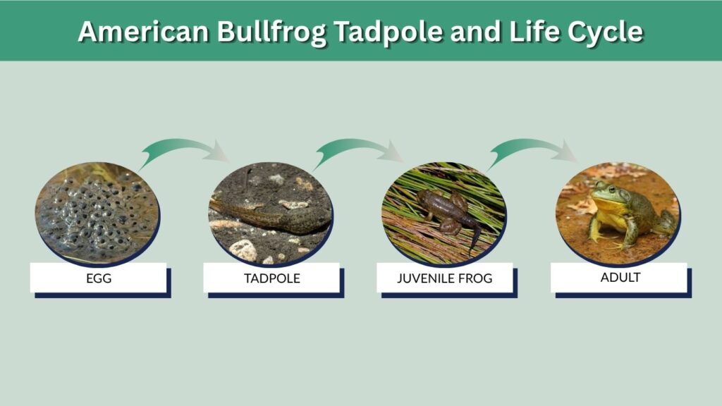 American Bullfrog Tadpole and Life Cycle