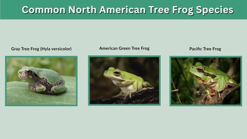 Common North American Tree Frog Species