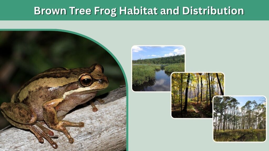 Brown Tree Frog Habitat and Distribution