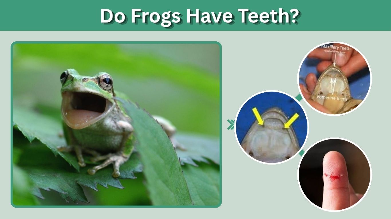 Do Frogs Have Teeth? Types, Uses, Bites & Facts